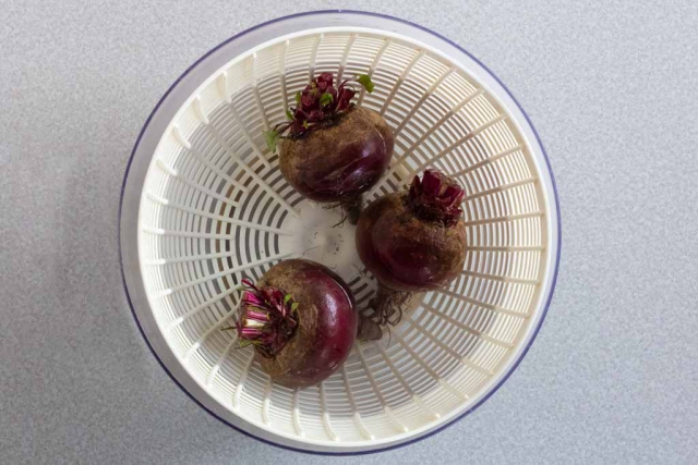 Three dark red beets in a salad spinner bowl filled with water